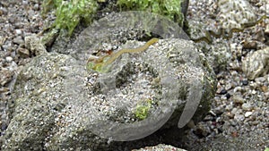 4k, Nereid Worm in the coastline at Taiwan Kenting National Park Seascape