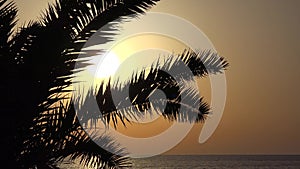 4K Palm Tree Coconut in Sunset on Exotic, Tropical Island, Sea Sunrise, Ocean