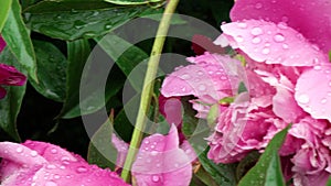 4k. Peony flowers with drop of water after rain. Macro. A narrow zone of sharpness.