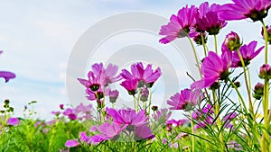 4K pink cosmos flowers blue sky clouds Nature