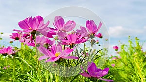 4K pink cosmos flowers blue sky clouds Nature