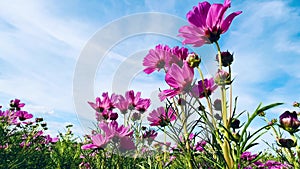 4K pink cosmos flowers blue sky clouds Nature