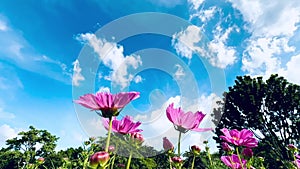 4K pink cosmos flowers blue sky clouds Nature