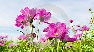 4K pink cosmos flowers blue sky clouds Nature