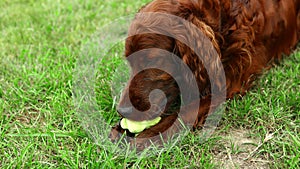 4k Playful happy cute Irish setter dog puppy chewing, playing with a toy ball in the grass. Pet care.