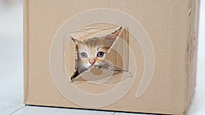 4k Portrait red ginger little kitten getting out from hole in cardboard box. Curious playful funny striped kitten. Cat