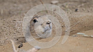 4K Prairie Dog Poking out of its Home