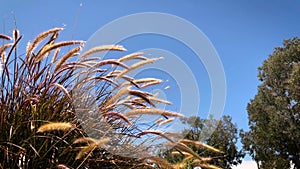 4K Purple Fountain Grass Over Blue Sky