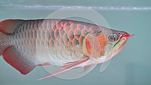 4K Red arowana swim showing in aquarium tank