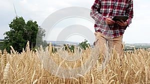 4k resolution video of male farmer walking through wheat fields examining crops growth progress with digital tablet.