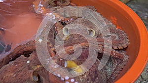 4K Selling Live Octopus In Jagalchi Fish Market. Seafood Market at Busan