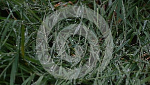 4k shots of green plants in the morning dew