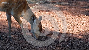 4K slow-motion video, a Sitatunga antelope at the zoo.