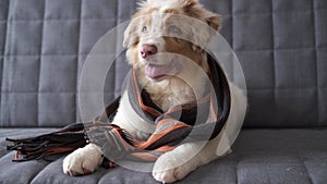 4k. Small Australian shepherd puppy dog wearing striped scarf