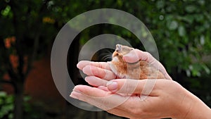 4K Small brown ginger fluffy hamster in female hands. Pet, mammal, rodent, Syrian hamster. Funny domestic mouse in hands