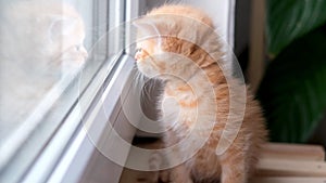 4k Small red ginger tabby kitten sitting on the window at home and looking outside on sunny day. Cute domestic pet cat