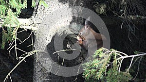 4K Squirrel Eating Fir Cone on Tree Branch, Chipmunk Eating in Forest, Wood View