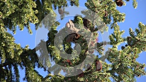 4K Squirrel Eating Fir Cone on Tree Branch, Chipmunk Eating in Forest, Wood View