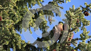 4K Squirrel Eating Fir Cone on Tree Branch, Chipmunk Eating in Forest, Wood View