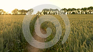 4K stabilized POV video clip of runner running on path through field of barley or wheat crops at sunset