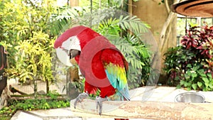 4k stock footage of beautiful parrot bird. The green-winged macaw, Ara chloropterus, also known as the red-and-green