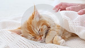 4k Striped Ginger Kitten Sleeping on a fur White Blanket. Cat Sleep. Girl Stroking Kitten.