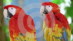 4K About Sun Conure Life Love Life How Long Does The sun parakeet beautiful colours of yellow orange and red also known