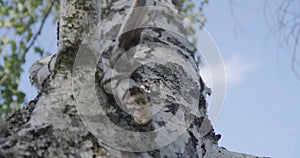4K - texture of a birch bark close up