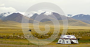 4k Tibet herdsman tent on xizang Plateau,cow & sheep flock.