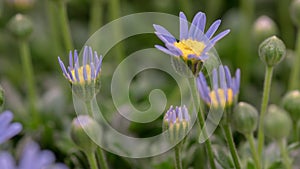 4K Time Lapse of beautiful blue Felicia flowers