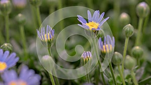 4K Time Lapse of beautiful blue Felicia flowers