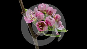 4K Time Lapse of blooming Apple flowers