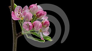 4K Time Lapse of blooming Apple flowers