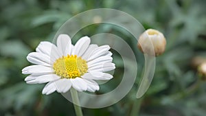 4K Time Lapse of blooming Chamomile flower