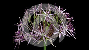 4K Time Lapse of blooming decorative garlic