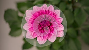 4K Time Lapse of blooming pink Dahlia flower