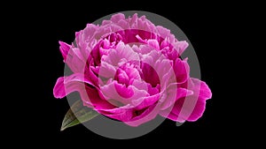 4K Time Lapse of blooming purple peony flower