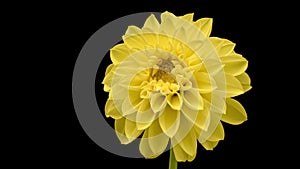 4K Time Lapse of blooming yellow Dahlia flower