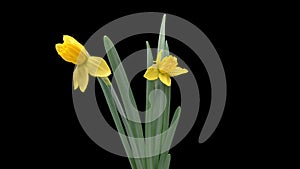 4K Time Lapse of blooming yellow Narcissus