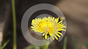 4k Time Lapse of Dandelion Flower open. Yellow Flower head of dandelion disclosed early in morning.