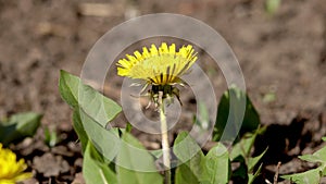 4k Time Lapse of Dandelion Flower open. Yellow Flower head of dandelion disclosed early in morning. Macro shot on Natural backgrou