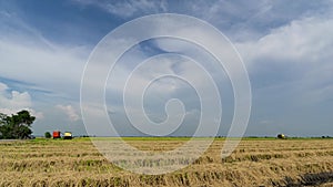 4K Time lapse of farmer uses machine to harvest rice on paddy field.