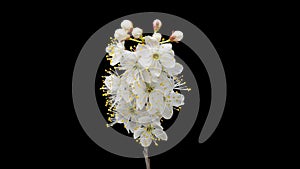 4K Time Lapse flowering flowers of cherry plum