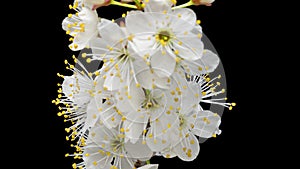 4K Time Lapse flowering flowers of cherry plum