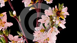 4K Time Lapse of flowering white Cherry flowers on black background. Spring timelapse of opening Sakura flowers on