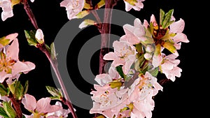4K Time Lapse of flowering white Cherry flowers on black background. Spring timelapse of opening Sakura flowers on