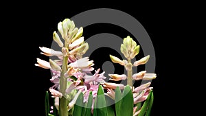 4K Time Lapse of Hyacinth flower