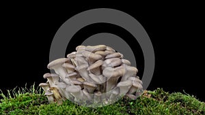 4K Time lapse of oyster mushroom growth - close-up. Healthy eco food. Edible mushrooms grow on a biofarm. Food