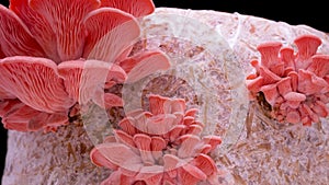 4K Time Lapse of pink Oyster mushrooms growing