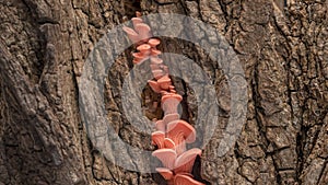 4K Time Lapse of pink Oyster mushrooms growing on old bark
